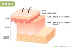 新竹林亮辰皮膚專科診所院長林亮辰醫師表示真皮層健康攸關著皮膚的質地