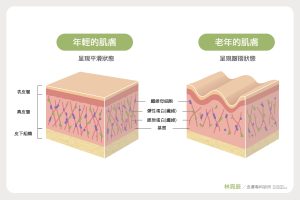真皮層的基質富含了多種重要成分如纖維母細胞彈性纖維膠原蛋白以及玻尿酸