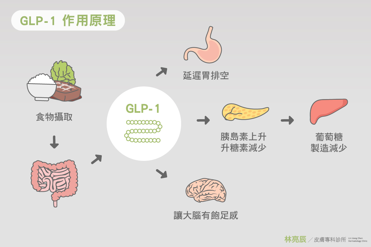 GLP-1作用原理