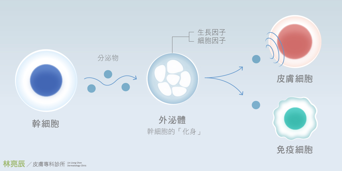 經由釋放外泌體這些從幹細胞不斷分泌出的細胞奈米囊泡讓細胞向周圍的其他細胞傳遞訊息