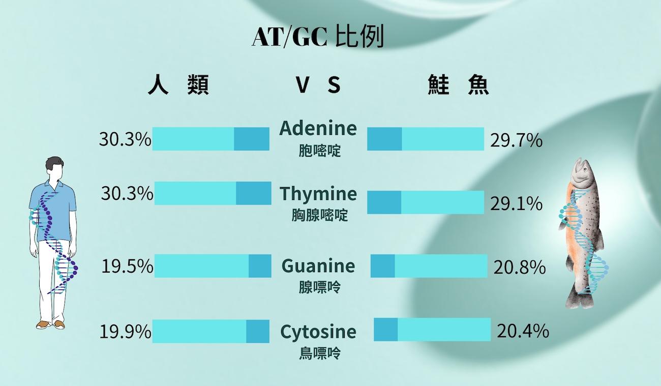 人類與野生鮭魚的 DNA 鹼基對比例對照圖,顯示兩者相似度高達 97%。