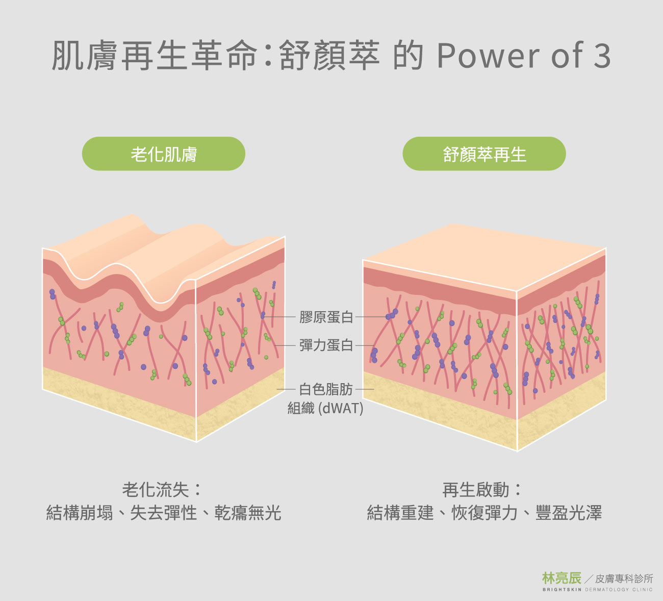 舒顏萃Power of 3肌膚再生機制剖面圖，對比老化流失與再生啟動後的表皮層、真皮層及白色脂肪組織（dWAT）結構變化。