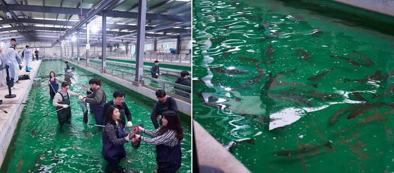 專家團於韓國原廠鮭魚培育設施,親身體驗野生鮭魚逆流而上的生命力。