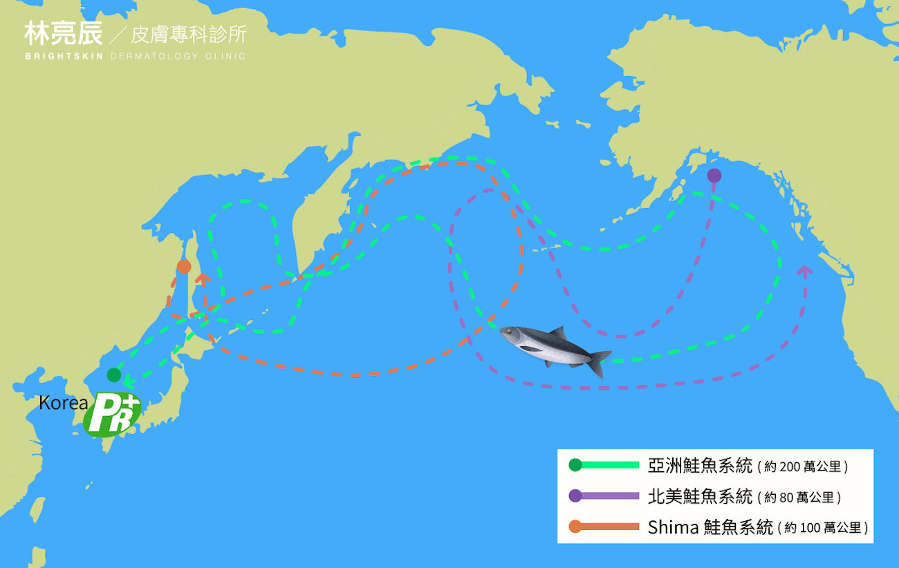 韓國江原道野生洄游鮭魚路線圖,說明歷經 200 萬公里逆流挑戰的生存歷程。